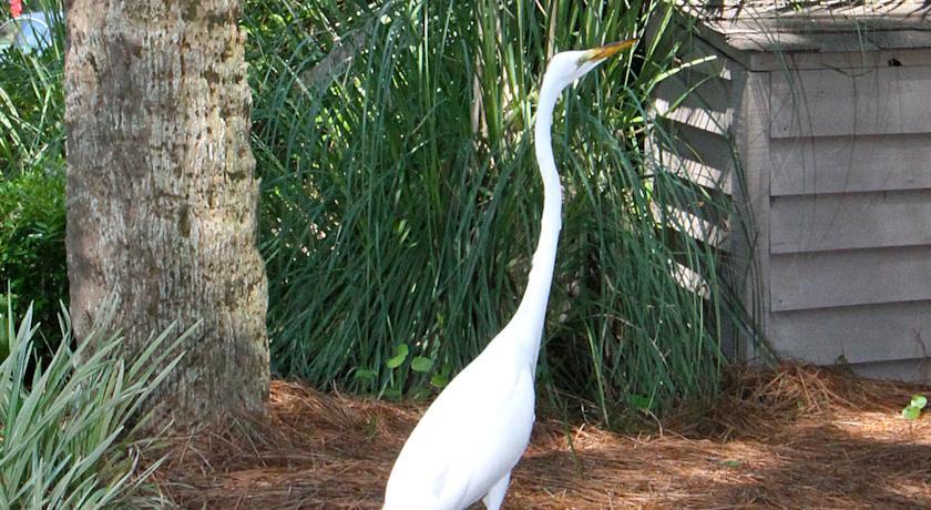 The Village At Palmetto Dunes Condominiums Hilton Head Island Bagian luar foto